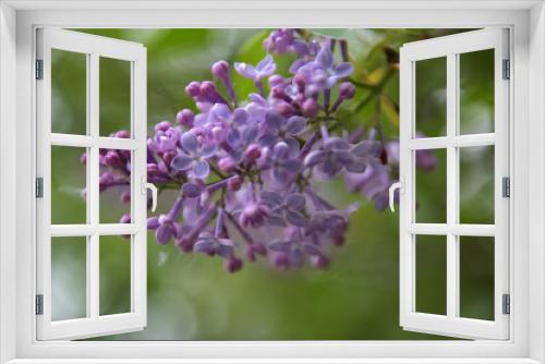 Fototapeta Naklejka Na Ścianę Okno 3D - purple lilac on a branch