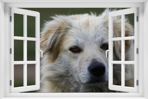 Fototapeta Naklejka Na Ścianę Okno 3D - Portrait of a white dog in front