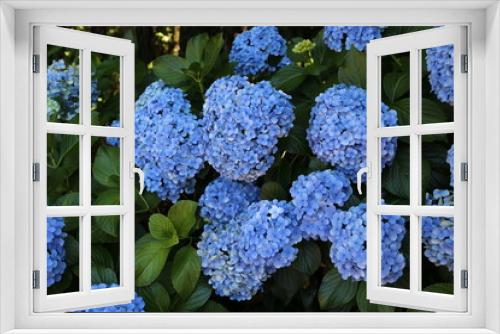 Fototapeta Naklejka Na Ścianę Okno 3D - Macro photo of hydrangea flower. Details of blue petals. Beautiful colorful blue texture of flowers for designers. Hydrangea macrophylla.