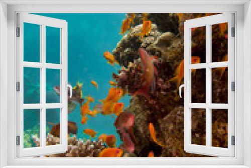 Fototapeta Naklejka Na Ścianę Okno 3D - Red sea coral and orange fish wallpaper