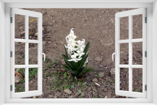 Fototapeta Naklejka Na Ścianę Okno 3D - Hyacinthus orientalis or hyacinth pale with white flowers in a garden