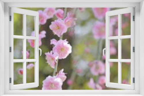 Fototapeta Naklejka Na Ścianę Okno 3D - 梅の花
