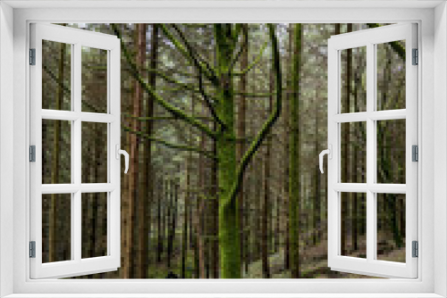 Fototapeta Naklejka Na Ścianę Okno 3D - Watergate woods West Looe River Cornwall