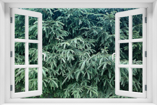 Fototapeta Naklejka Na Ścianę Okno 3D - green spruce branches background abstract