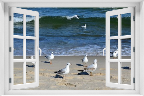 Fototapeta Naklejka Na Ścianę Okno 3D - Seagulls standing on the beach, panoramic view with sea and rough, high waves