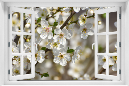Fototapeta Naklejka Na Ścianę Okno 3D - Blooming tree, Spring background. Wild plum in full bloom in spring