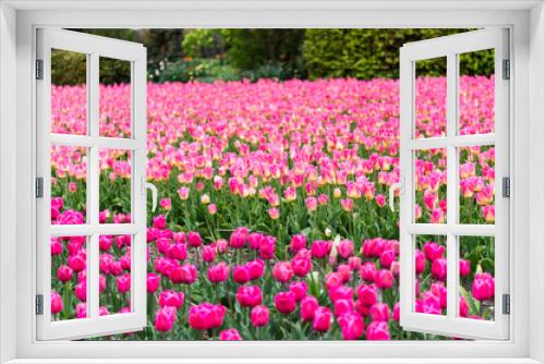 Fototapeta Naklejka Na Ścianę Okno 3D - Pink tulip field in Netherlands. Keukenhof garden