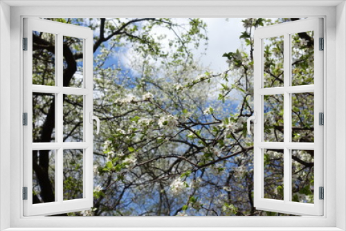 Fototapeta Naklejka Na Ścianę Okno 3D - Blossoming branches of sour cherry tree against the sky