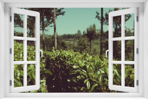 Fototapeta Naklejka Na Ścianę Okno 3D - Sri Lanka - the country where tea grows