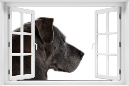 Fototapeta Naklejka Na Ścianę Okno 3D - Perfil de bonito cachorro cinza olhando o horizonte e fundo branco