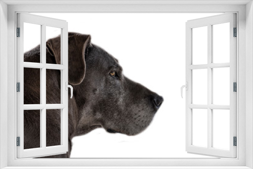 Fototapeta Naklejka Na Ścianę Okno 3D - Perfil de bonito cachorro cinza e fundo branco