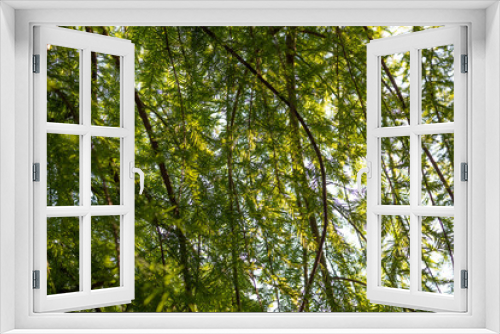 Fototapeta Naklejka Na Ścianę Okno 3D - Background of sunlight filtering through tree branches, delicately cut leaves, horizontal aspect