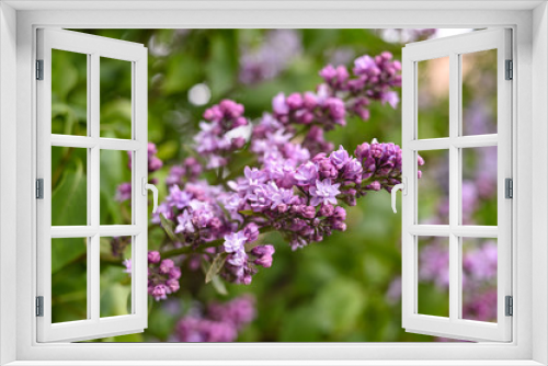 Fototapeta Naklejka Na Ścianę Okno 3D - Fresh spring blossom flower, purple color.