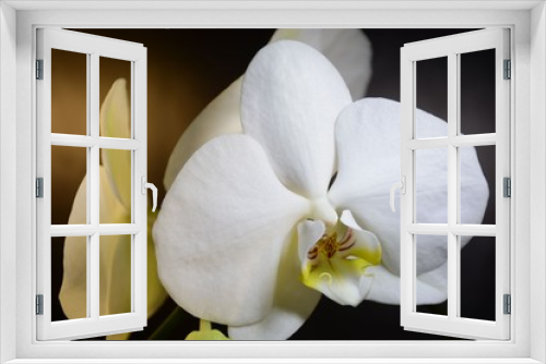 Fototapeta Naklejka Na Ścianę Okno 3D - Beautiful white orchids on a dark background
