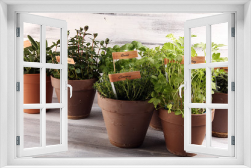 Fototapeta Naklejka Na Ścianę Okno 3D - Homegrown and aromatic herbs in old clay pots. Set of culinary herbs. Green growing sage, oregano, thyme, savory, mint and oregano with lavender with labels