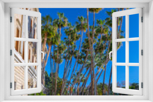 Fototapeta Naklejka Na Ścianę Okno 3D - Giant palm trees of Washingtonia robusta, the Mexican fan palm or Mexican washingtonia near Malaga Museum. Is a palm tree native to western Sonora, and Baja California Sur in northwestern Mexico.