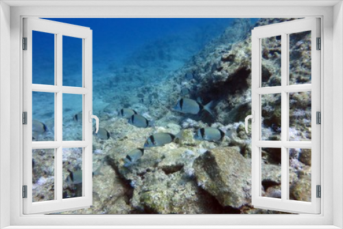 Fototapeta Naklejka Na Ścianę Okno 3D - The life of underwater fish. Beauty landscape