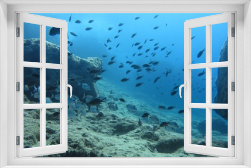 Fototapeta Naklejka Na Ścianę Okno 3D - Beautiful Scenery in the Blue Sea, Underwater Ambience