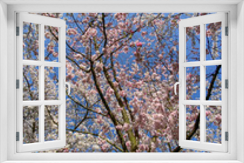 Fototapeta Naklejka Na Ścianę Okno 3D - Cherry Blossom in Amsterdam