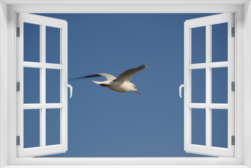 Fototapeta Naklejka Na Ścianę Okno 3D - close-up of seagull in flight on blue sky background