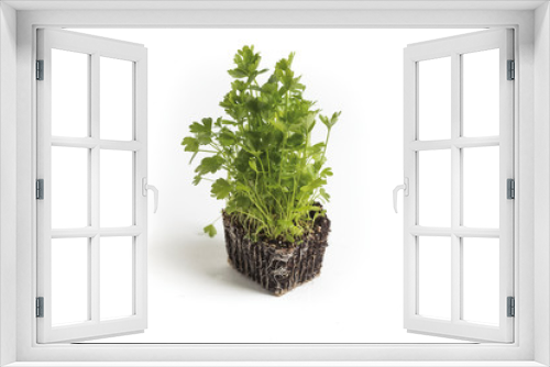 Fototapeta Naklejka Na Ścianę Okno 3D - green celery