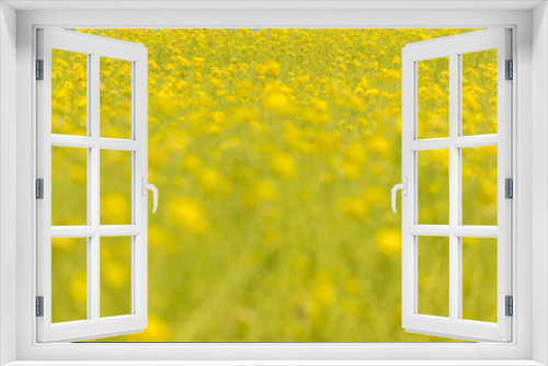 Fototapeta Naklejka Na Ścianę Okno 3D - 綺麗な春の満開の菜の花の畑の風景