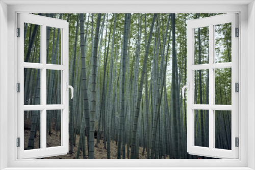 Fototapeta Naklejka Na Ścianę Okno 3D - 한겨울에도 푸르름을 가진하고 있는 대나무 숲