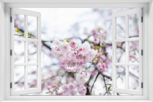 Fototapeta Naklejka Na Ścianę Okno 3D - A flowering tree above a natural one. Spring flowers. Spring background. Selective focus