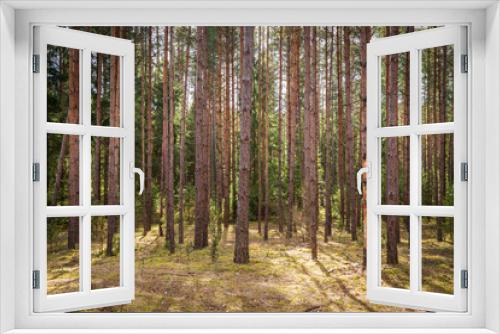 Fototapeta Naklejka Na Ścianę Okno 3D - Forrest - Forest Knyszyn (Poland)