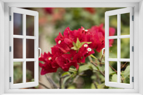 Fototapeta Naklejka Na Ścianę Okno 3D - Fleur rouge des caraïbes