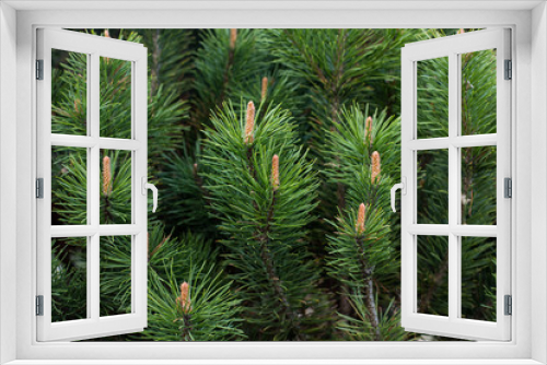 Fototapeta Naklejka Na Ścianę Okno 3D - close-up of a branch of coniferous shrub.mountain pine, proper mowing (Pinus mugo Turra) a species of coniferous tree (or shrub) belonging to the pine family (Pinaceae). Occurs in the mountain ranges 