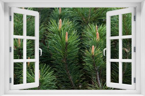 Fototapeta Naklejka Na Ścianę Okno 3D - close-up of a branch of coniferous shrub.mountain pine, proper mowing (Pinus mugo Turra) a species of coniferous tree (or shrub) belonging to the pine family (Pinaceae). Occurs in the mountain ranges 
