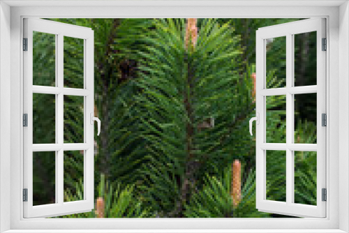 Fototapeta Naklejka Na Ścianę Okno 3D - coniferous shrub.mountain pine, proper mowing (Pinus mugo Turra) a species of coniferous tree (or shrub) belonging to the pine family (Pinaceae).
