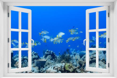 Fototapeta Naklejka Na Ścianę Okno 3D - School of Schoolmaster Snapper in turquoise water of coral reef  in Caribbean Sea / Curacao