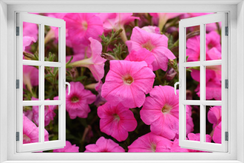 Fototapeta Naklejka Na Ścianę Okno 3D - Bright and beautiful spring floral background texture of purple petunias on a flower bed close-up. Flower pattern solanaceous herbaceous perennial plant