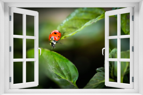Fototapeta Naklejka Na Ścianę Okno 3D - ladybug on green leaf