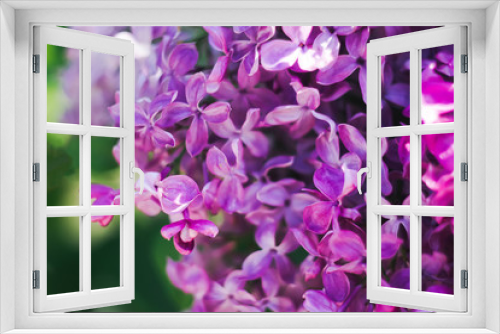 Fototapeta Naklejka Na Ścianę Okno 3D - Large bright purple flowers of an urban shrub on a blurred background. Blooming lilac close-up on a green background. Garden plant that smells delicious in the spring season. Bouquet as a gift.
