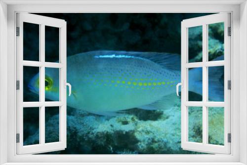 Fototapeta Naklejka Na Ścianę Okno 3D - The amazing and mysterious underwater world of Indonesia, North Sulawesi, Manado, coral fish