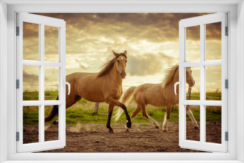 Fototapeta Naklejka Na Ścianę Okno 3D - dwa konie na łące