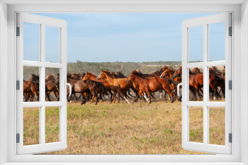 Fototapeta Naklejka Na Ścianę Okno 3D - chevaux au pré 