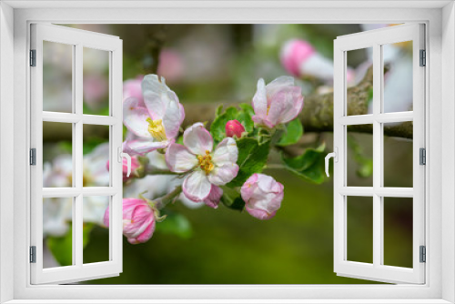 Fototapeta Naklejka Na Ścianę Okno 3D - Apfelblüten