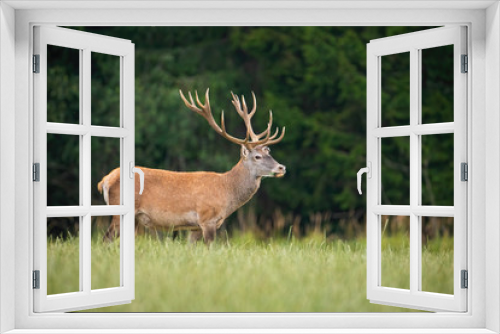 Fototapeta Naklejka Na Ścianę Okno 3D - Strong red deer, cervus elaphus, stag with big antlers standing on a open pasture in nature. Majestic wild animal in Slovakia, Europe. Wildlife scenery of mammal from side view with copy space.