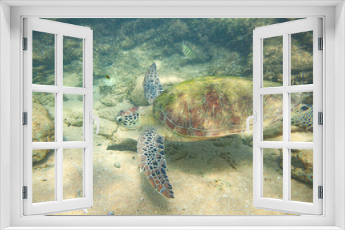 Fototapeta Naklejka Na Ścianę Okno 3D - A large green turtle swims underwater in the Indian Ocean.