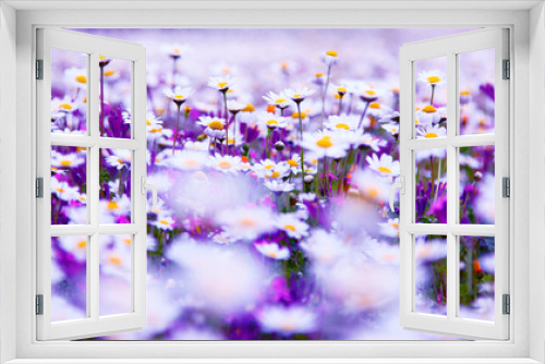 Fototapeta Naklejka Na Ścianę Okno 3D - Daisy field