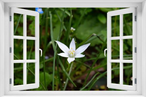 Fototapeta Naklejka Na Ścianę Okno 3D - A macro shot of white flower Ornithogalum on the green background 