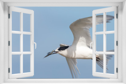 Fototapeta Naklejka Na Ścianę Okno 3D - White-fronted Tern in Australasia
