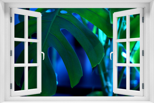 Fototapeta Naklejka Na Ścianę Okno 3D - Beautiful green ornamental plant in interior
