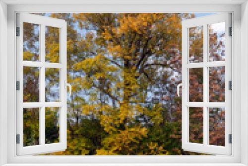 Fototapeta Naklejka Na Ścianę Okno 3D - Yellow trees in the autumn forest