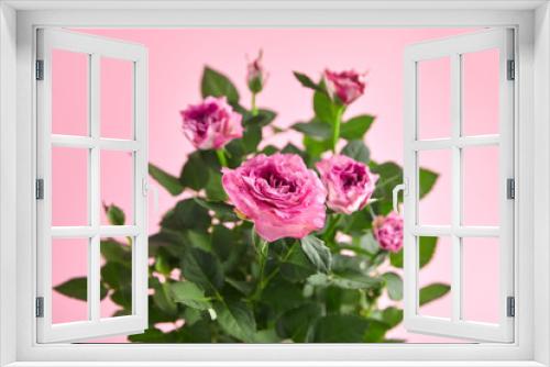 Fototapeta Naklejka Na Ścianę Okno 3D - Pink roses, houseplant, indoor flowers on pink background, closeup