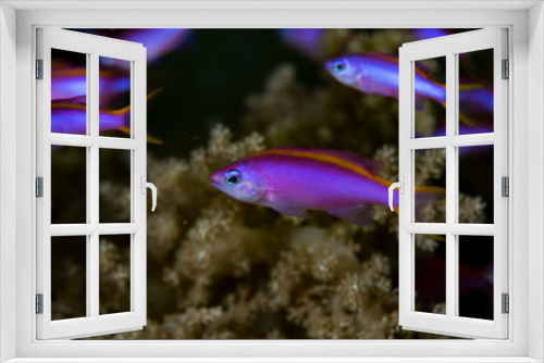 Fototapeta Naklejka Na Ścianę Okno 3D - Purple Anthias (Pseudanthias tuka), Cabilao Bohol